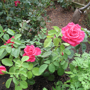 Silny różowy  - róża wielkokwiatowa - Hybrid Tea